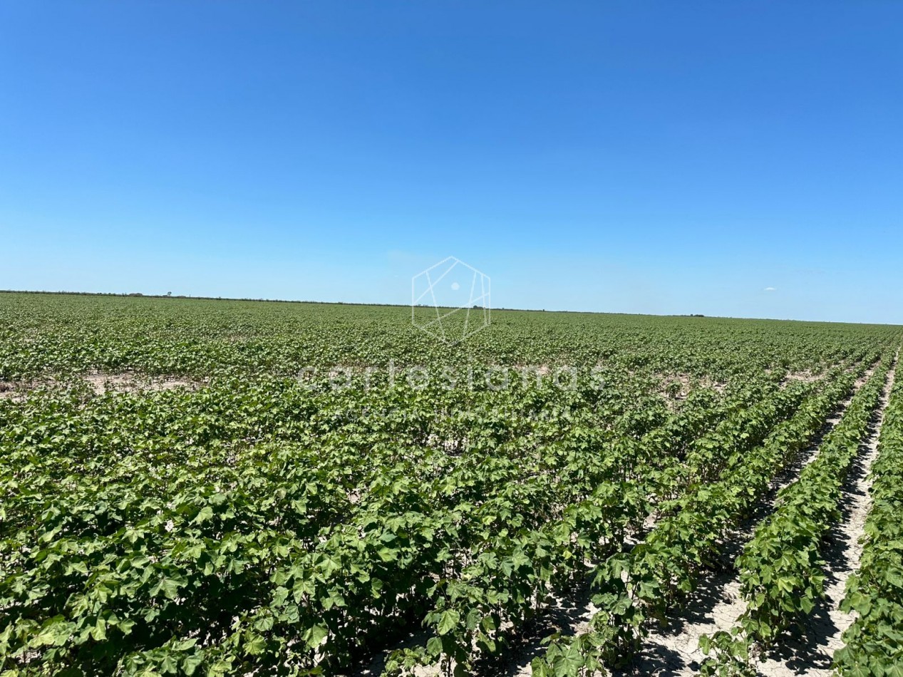 CAMPO AGRICOLA EN VENTA - 430 HECTAREAS PRODUCTIVAS