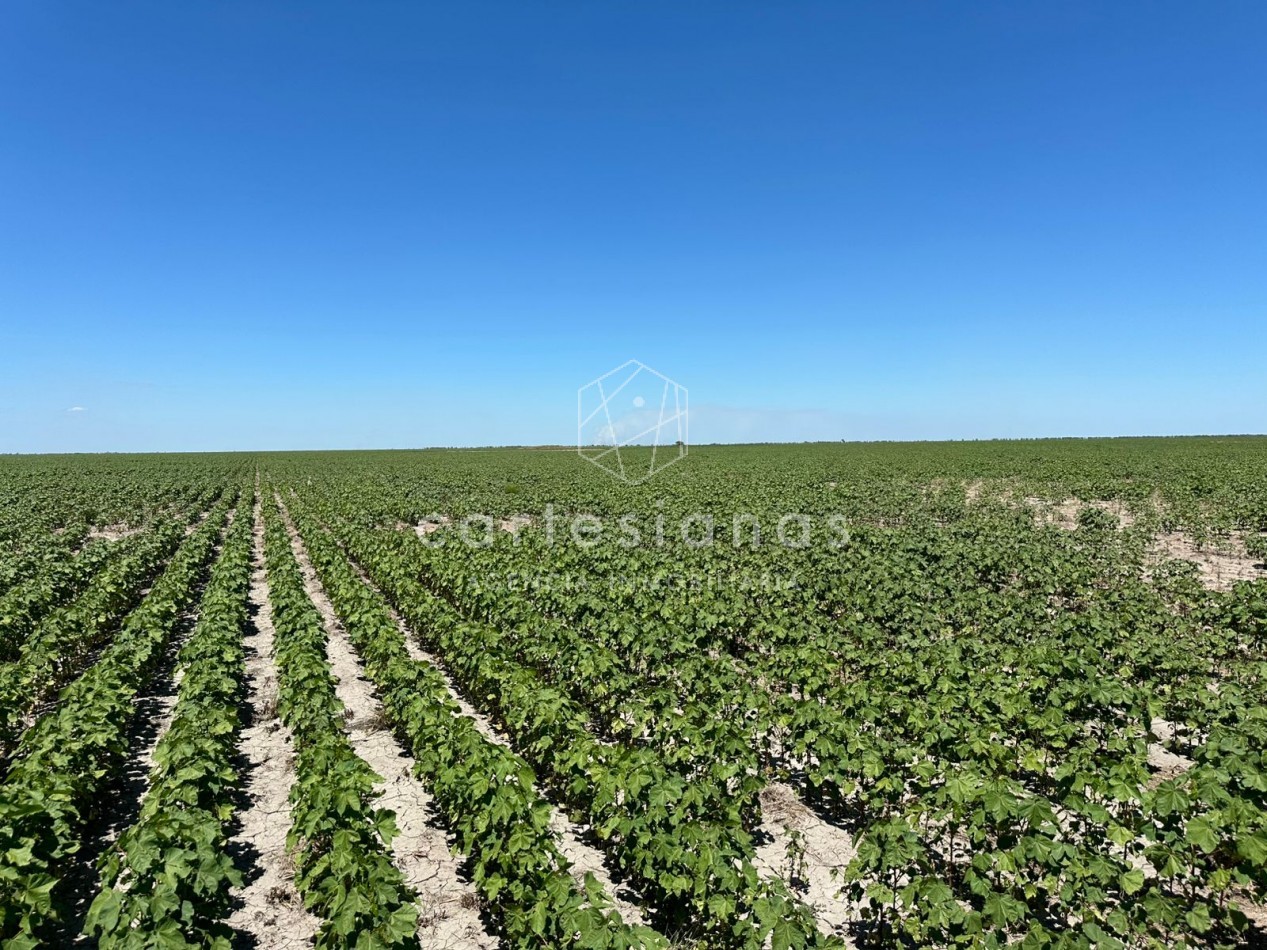 CAMPO AGRICOLA EN VENTA - 430 HECTAREAS PRODUCTIVAS